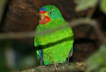 Swift Parrot breeding in Australia. PART I