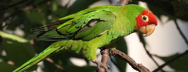 Extended study reveals why are parrots one of the most threatened avian orders