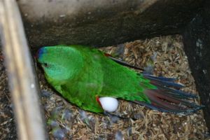 baby birds and blossoms 008