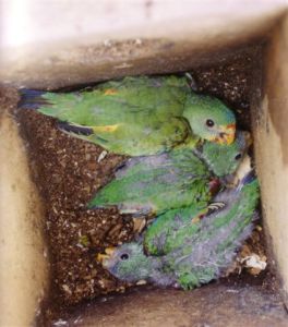 swift parrots 036
