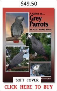 Grey Parrots soft
