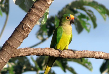 Breeding of the Peach-fronted Conure. PART I