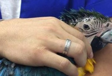 Veterinary surgeons fixed a deformed parrot beak with 3D printed titanium prosthesis