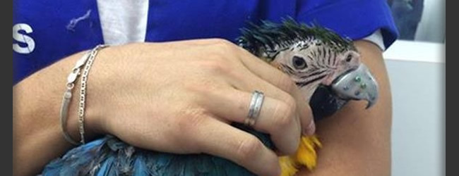 Veterinary surgeons fixed a deformed parrot beak with 3D printed titanium prosthesis