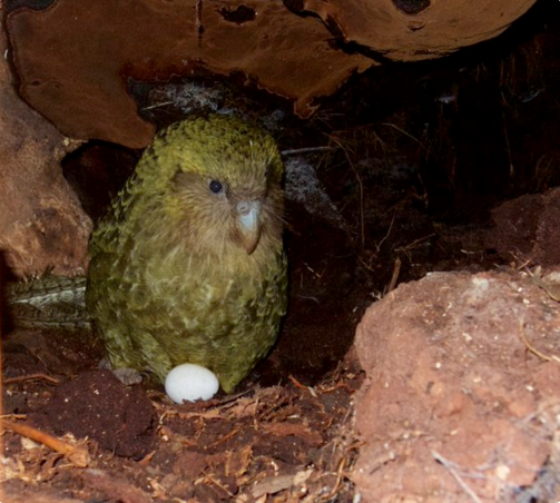 kakapo nest