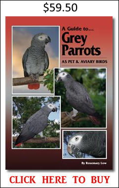 Grey Parrots