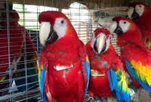Ten Scarlet Macaws are going to be released in Guatemala