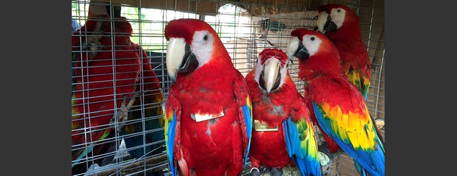 Ten Scarlet Macaws are going to be released in Guatemala