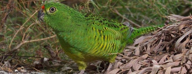 Friends of the Western Ground Parrot update (March 2016)
