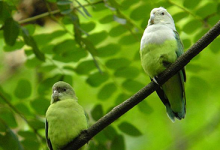Keeping and breeding of the Grey-headed Lovebird (Agapornis canus). PART I
