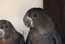 Will ACTP breed the Glossy Black Cockatoo for the first time in Europe?