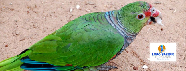 Loro Parque Fundación project confirms endangered status of the Vinaceous-breasted Parrot