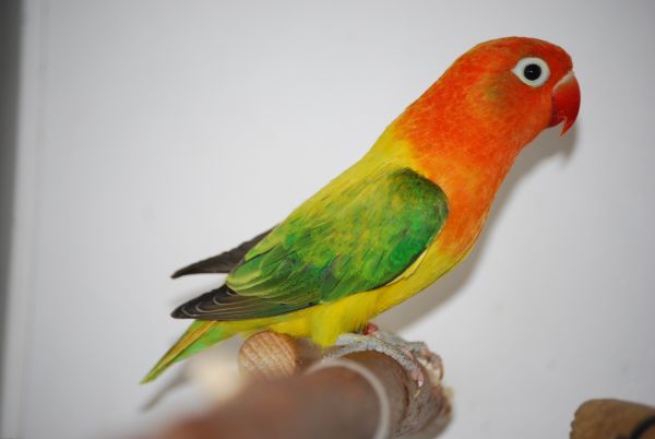 Fischer's Lovebird Opaline Euwing mutation