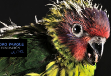 Loro Parque has already raised over 200 parrot chicks in this season, including many lories
