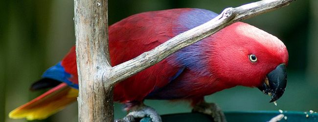 How to identify eclectus parrot subspecies? PART II