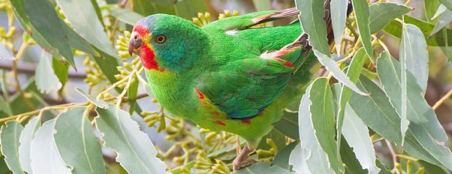 Australian Swift Parrot classified as critically endangered