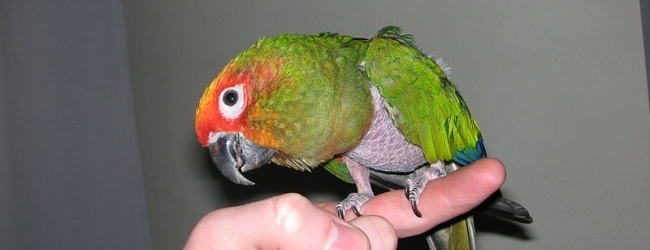 Q & A: “What is the cause of parrot plucking?” PART I