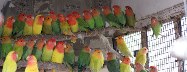 Q & A: “Can parrots be bred successfully indoors?”