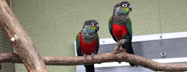 Q & A: “Why is my pair of parrots not breeding?”
