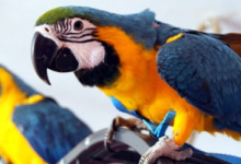 First parrot harness succeeded in strength test