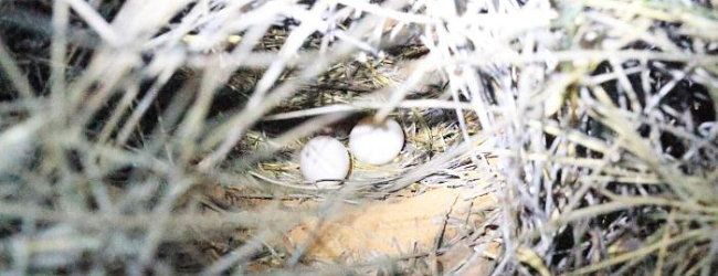 The first discovery of Night Parrot’s nest