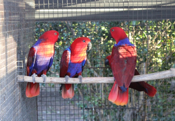 A group of Eclectus females