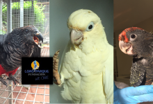 Highlights of Loro Parque breeding season 2016: Gang-gang Cockatoo, Pesquet’s Parrots and Red-vented Cockatoos
