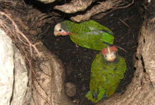 Bahamian subspecies of the Cuban Amazon nesting in the ground