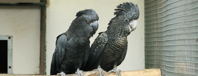 Q & A: “Which is the best way to set up a new pair of parrots?”