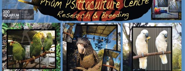 September news from Australian parrot breeding facility PPC PRIAM