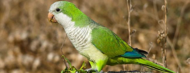 Madrid faces invasion of Quaker Parrots, there are more than 20 000 birds in the whole Spain