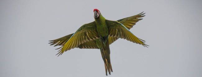 Ara project has released 45 Great-green Macaws in the last five years