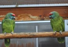 Q & A: “How to prevent obesity in amazon parrots?”