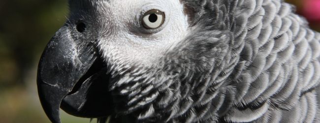 African Grey Parrot in CITES I: breeders will not be allowed to sell offspring of birds of unknown origin