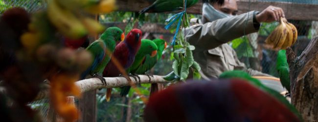 Over a hundred of confiscated Umbrella Cockatoos, Yellow-backed Lories and Eclectus parrots have been returned to the wild