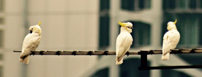 Critically endangered Yellow-crested Cockatoos nest in Hong Kong among skyscrapers