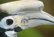 The Loro Parque Fundación has supported Philippine in-situ project with a total of USD 1,681,028