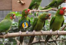 Parrot breeding and training at Loro Parque Fundación