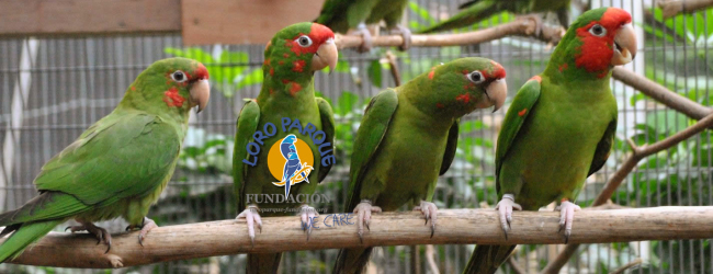 Parrot breeding and training at Loro Parque Fundación