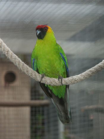 Horned Parakeet (Eunymphicus cornutus)