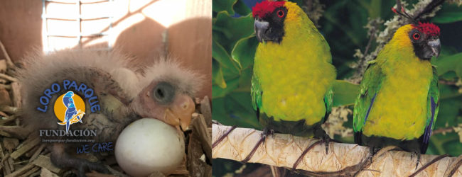 New Caledonian Horned Parakeet bred at LPF