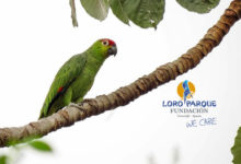 Action in Ecuador for the rare Lilacine Amazon