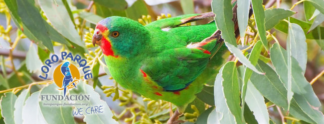 Compelling research and hi-tech nest-boxes help wild Swift Parrots