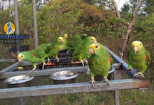 Monitoring, protection, rescue and release help the Yellow-headed Parrots of Belize