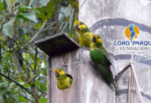 The 20th Anniversary of “Proyecto Ognorhynchus”:  Back from the abyss, the Yellow-eared Parrot unites a nation