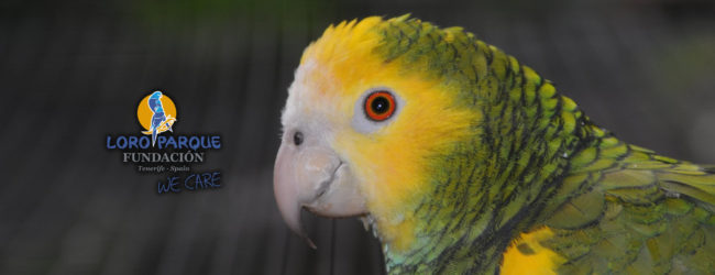 Conservation, Management and Breeding of the Yellow-Shouldered Amazon. PART I