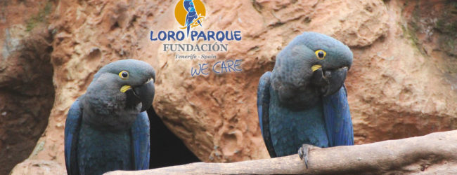 The costs and rewards of conserving the Lear’s Macaw