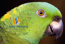 Record year for endangered Yellow-naped Amazon babies in Nicaragua project