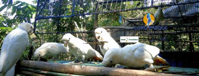 Another landmark event for Philippine Cockatoo conservation