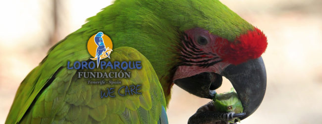 Health screening of macaws in wildlife rehabilitation centres in Costa Rica